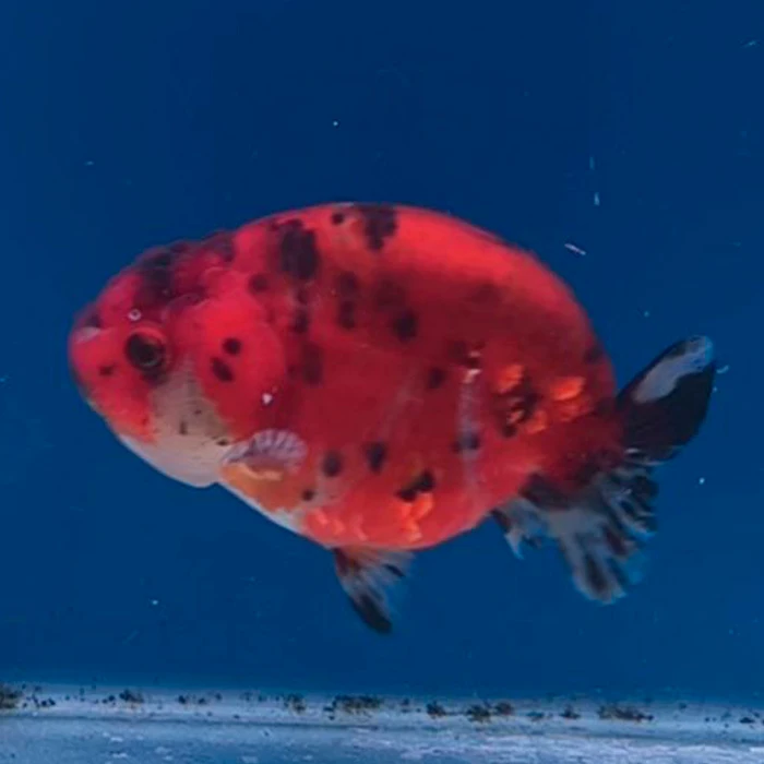 Ranchu Calico