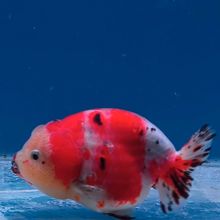 Ranchu Calico