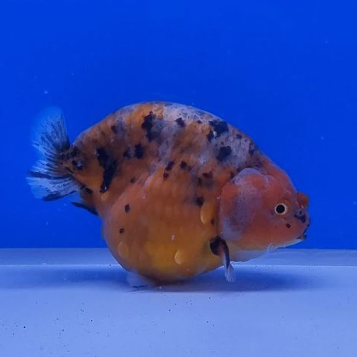 Ranchu Calico