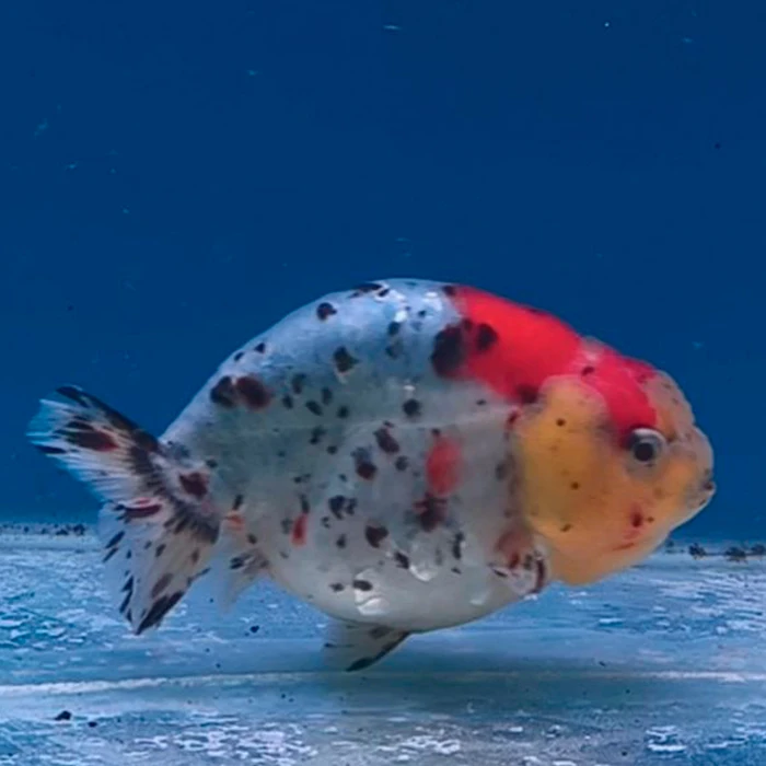 Ranchu Calico