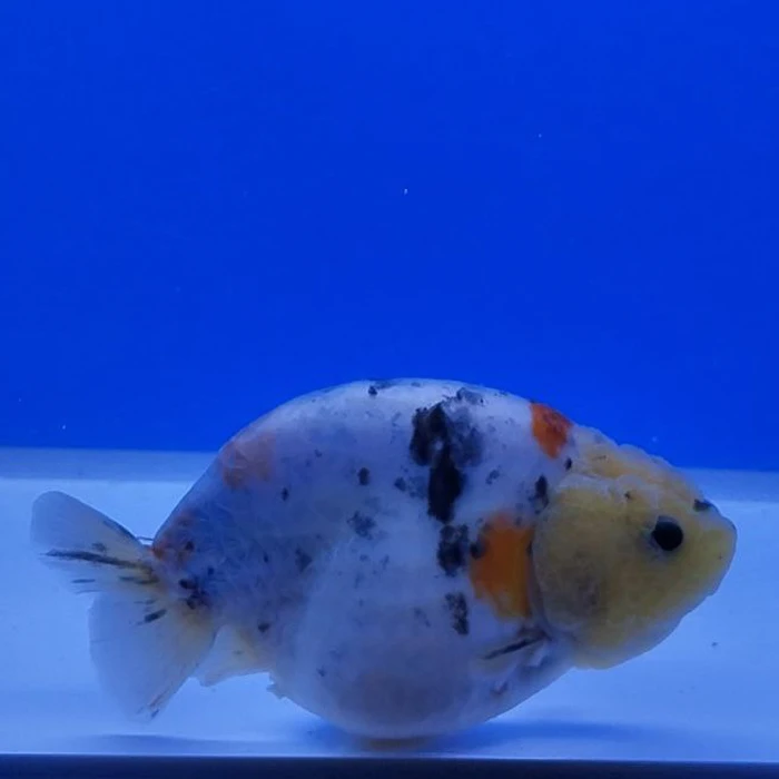 Ranchu Calico