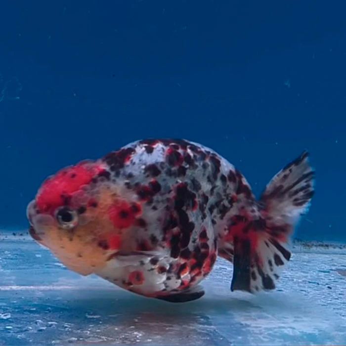 Ranchu Calico