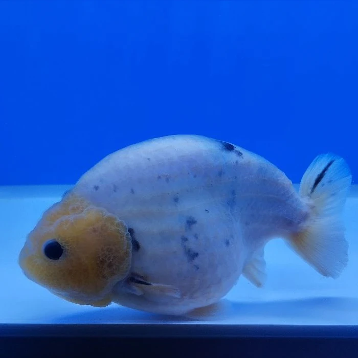 Ranchu Inchiostrato