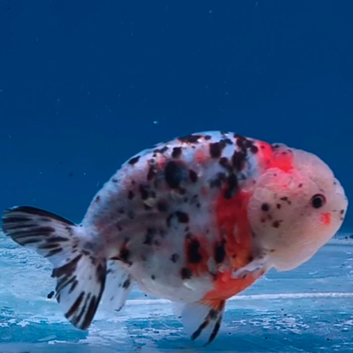 Ranchu Calico