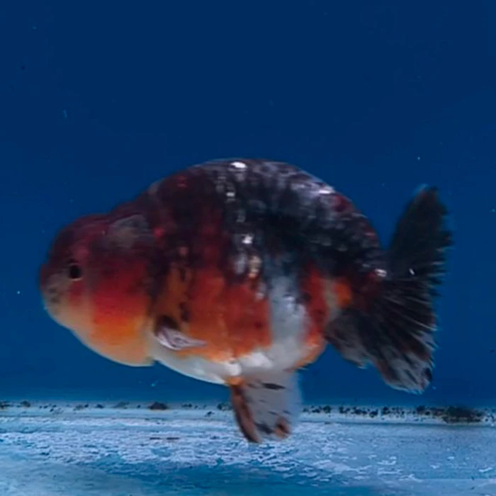 Ranchu Calico