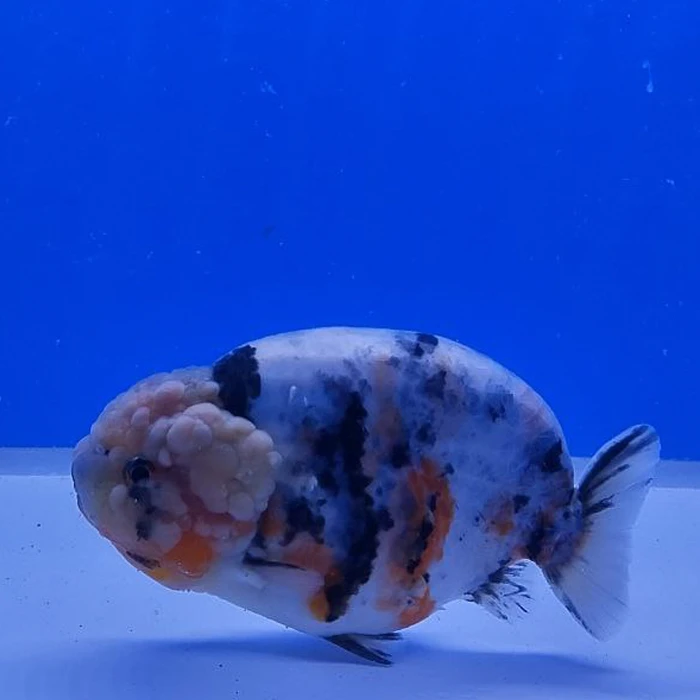 Ranchu Calico