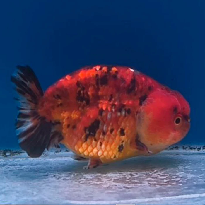 Ranchu Tiger