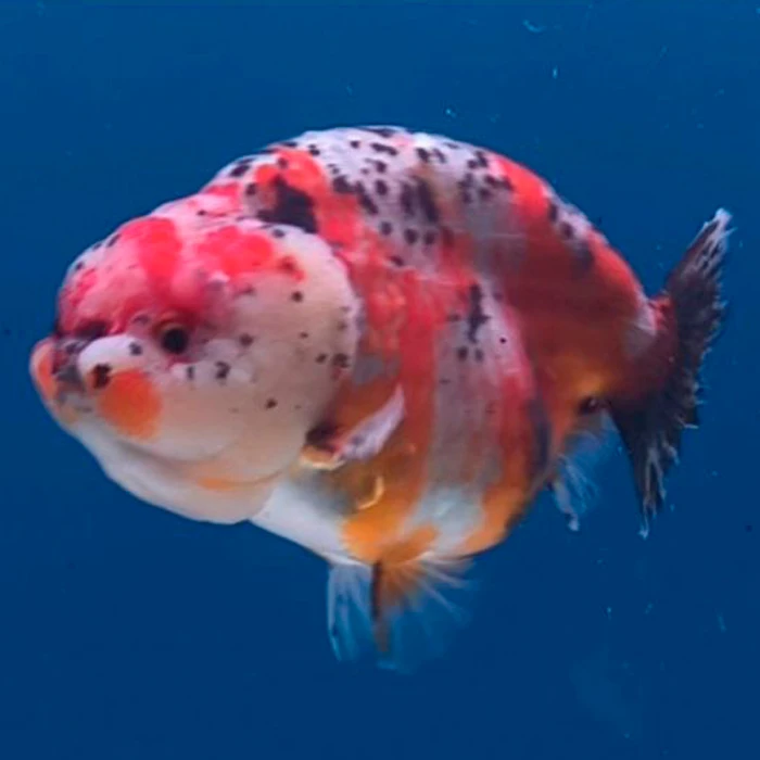 Ranchu Calico