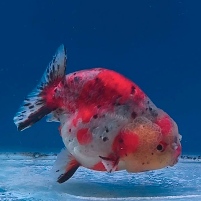 Ranchu Calico