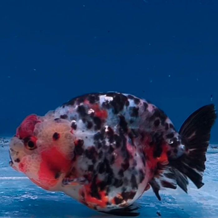 Ranchu Calico