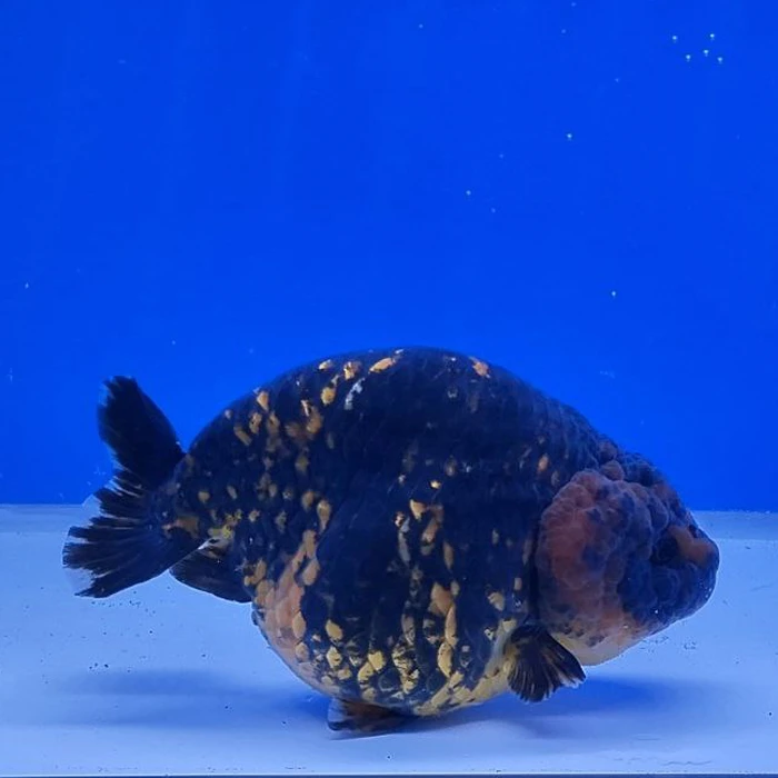 Ranchu Tiger