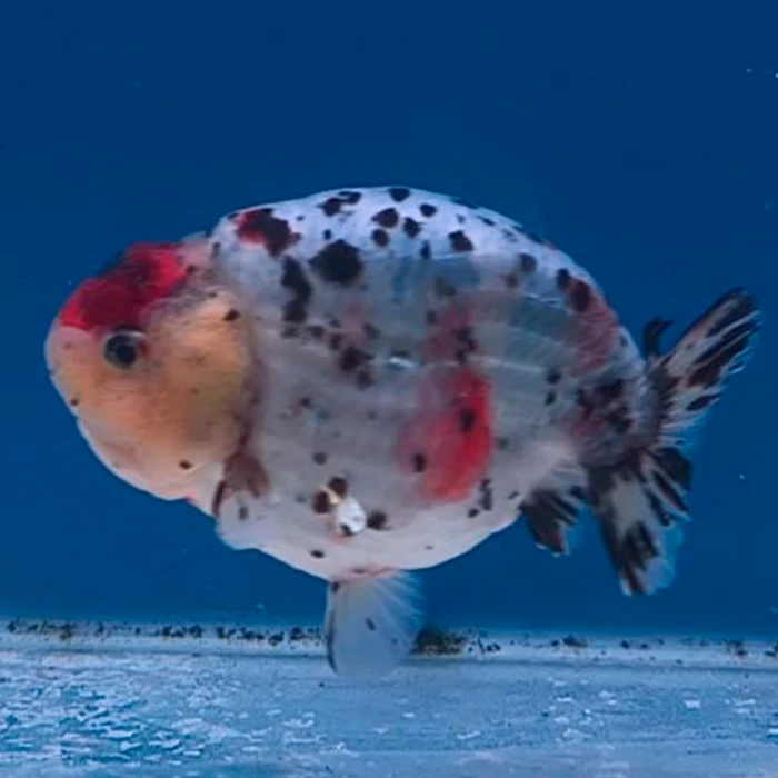 Ranchu Calico