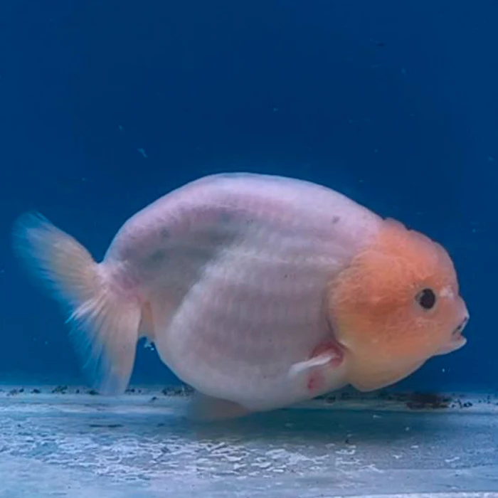 Ranchu White